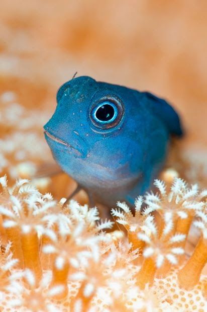 Blue Midas Blenny