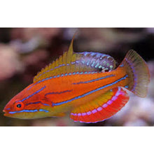 Carpenters Wrasse Male