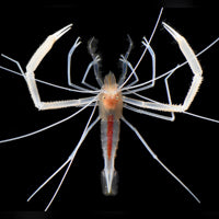 Gold Cave Coral Banded Shrimp