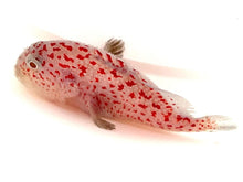 Gumdrop Coral Croucher 