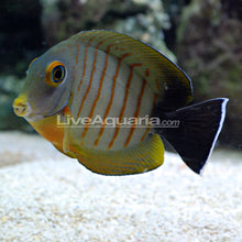 Mimic Eibli Tang 2 Lot Special