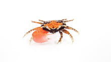 Red Fiddler Crab