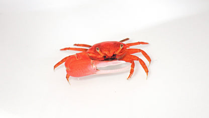 Red Fiddler Crab