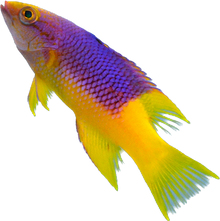 Spanish Hogfish M