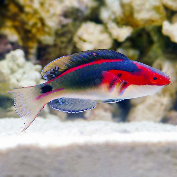 Exquisite Wrasse - Super Male