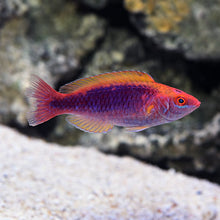 Lubbocks Wrasse (Bali) 3 Lot Special