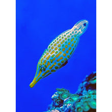 Orange Spot Filefish