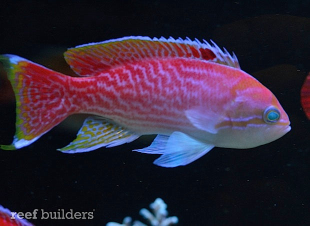 Bimac Anthia M