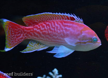 Bimac Anthia M