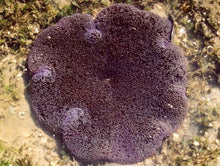 Carpet - Purple 