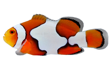 Picasso Clownfish