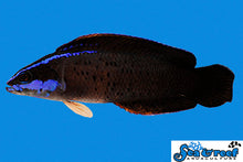 Springer's Dottyback