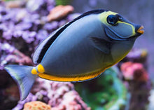 Naso Tang S