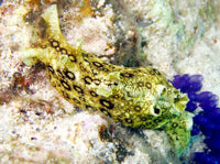 Caribbean Spotted Sea Hare