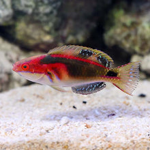 Exquisite Wrasse - Africa
