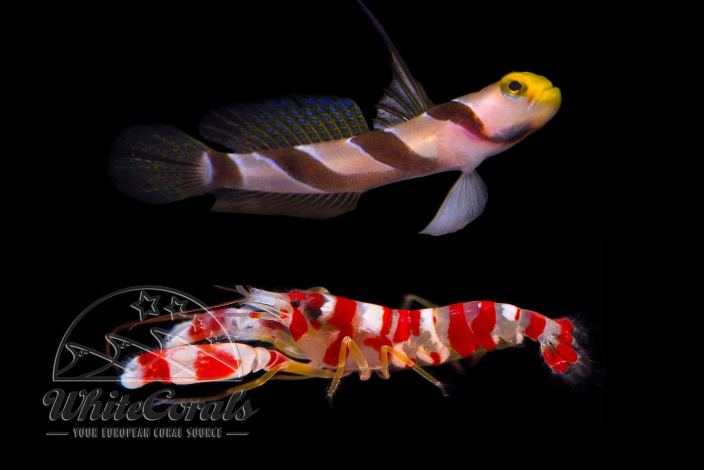 Candy Pistol and Candy Goby Pair