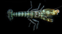 Zebra Pistol Shrimp